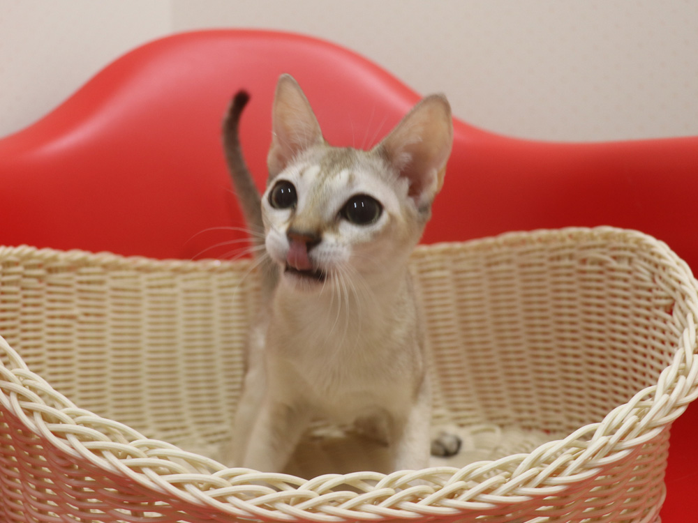 シンガプーラの子猫画像