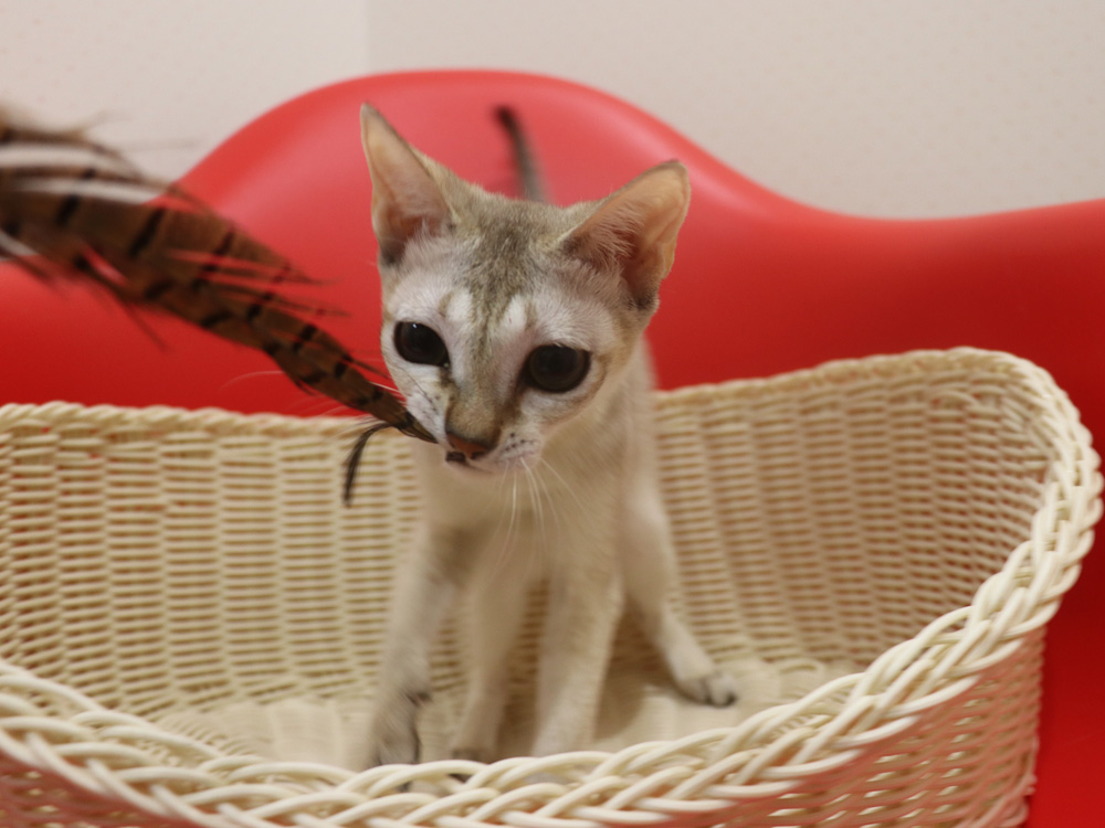 シンガプーラの子猫画像