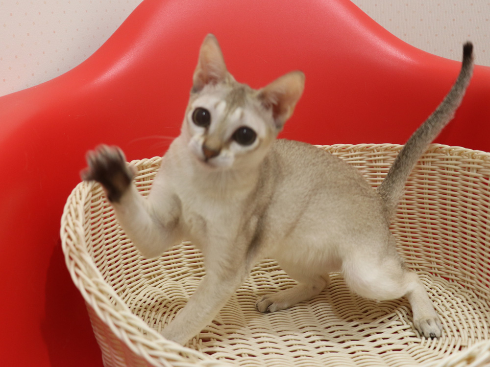 シンガプーラの子猫画像