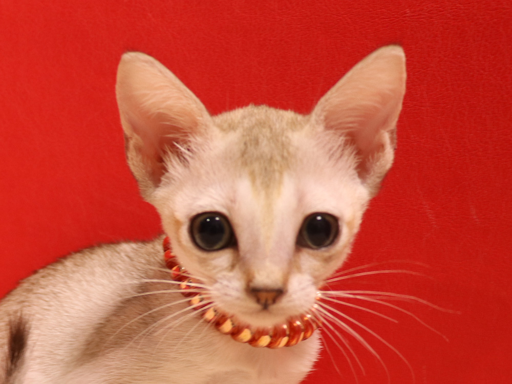 シンガプーラの子猫画像