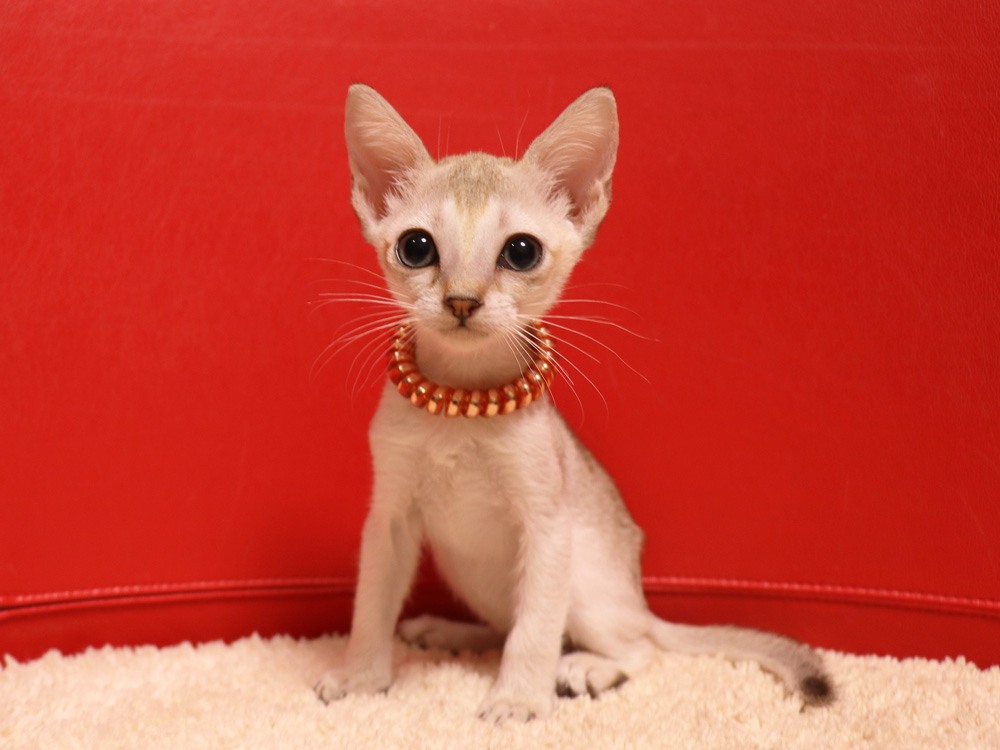 シンガプーラの子猫画像
