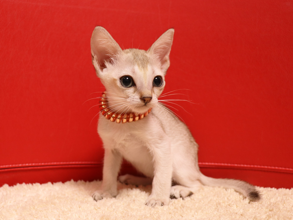 シンガプーラの子猫画像