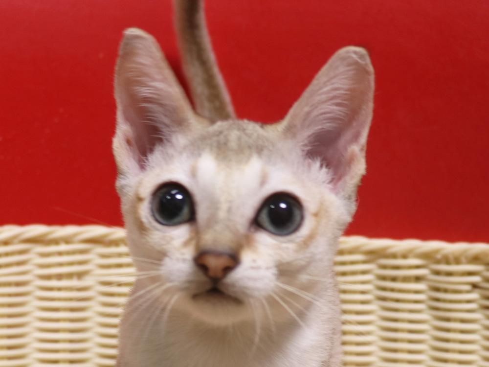 シンガプーラの子猫画像
