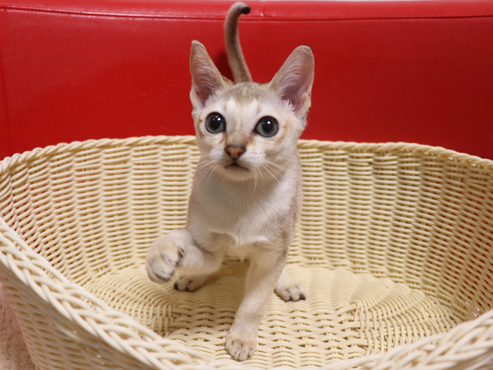 シンガプーラの子猫画像