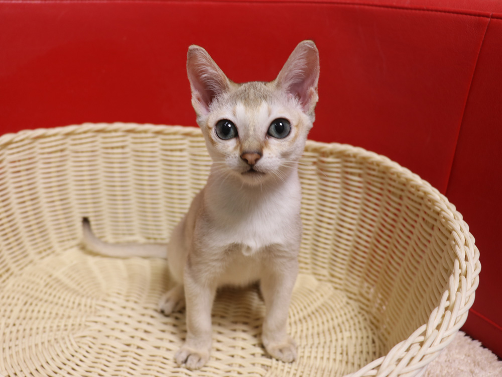 シンガプーラの子猫画像