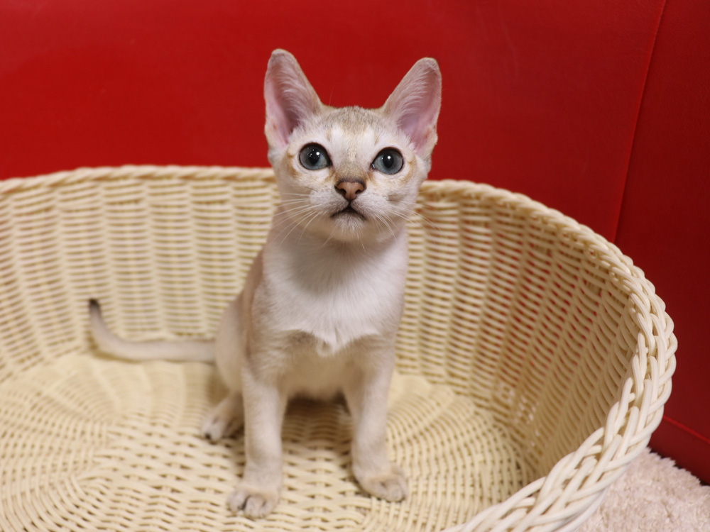 シンガプーラの子猫画像