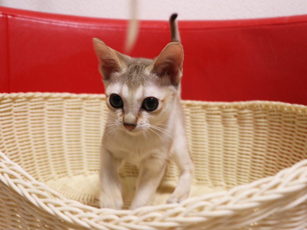 シンガプーラの子猫画像