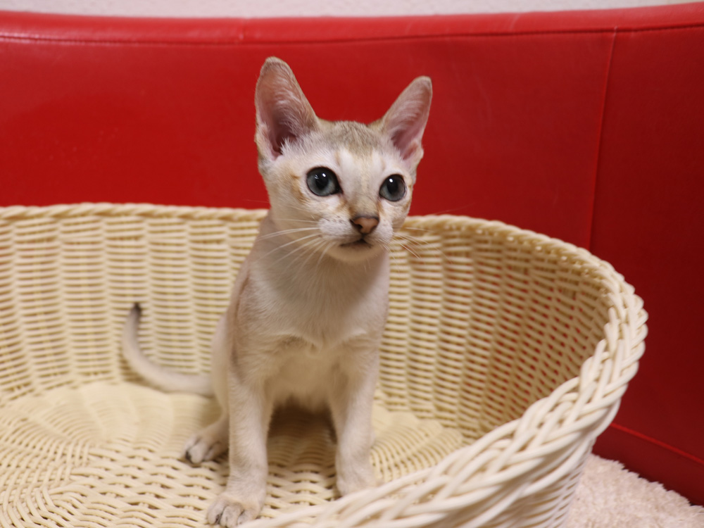 シンガプーラの子猫画像