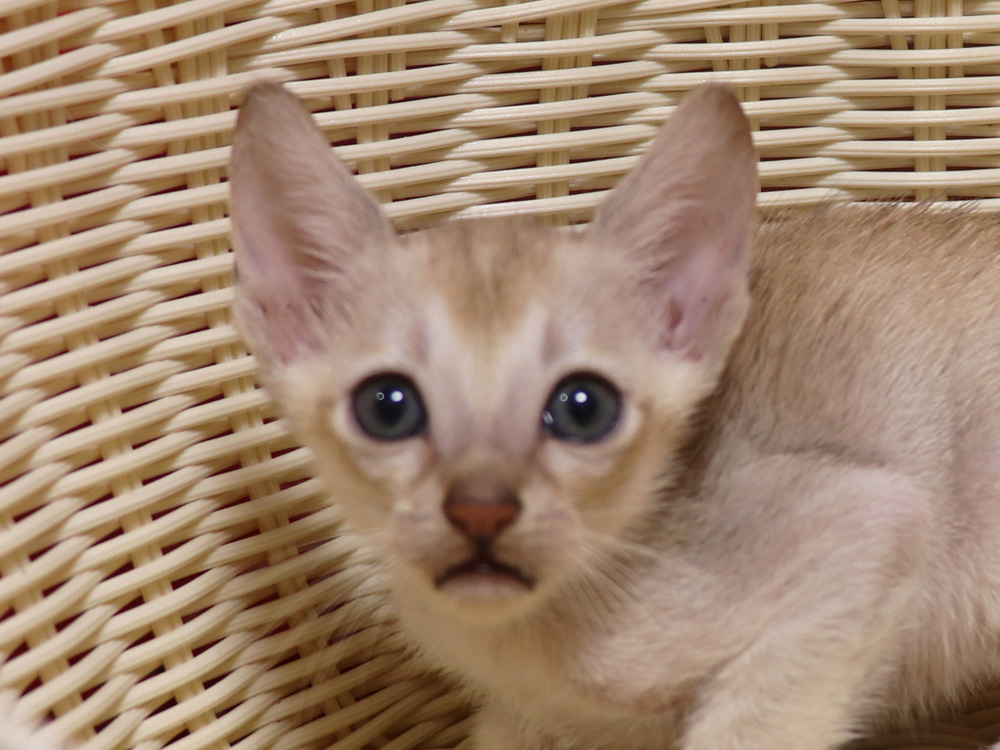 シンガプーラの子猫画像