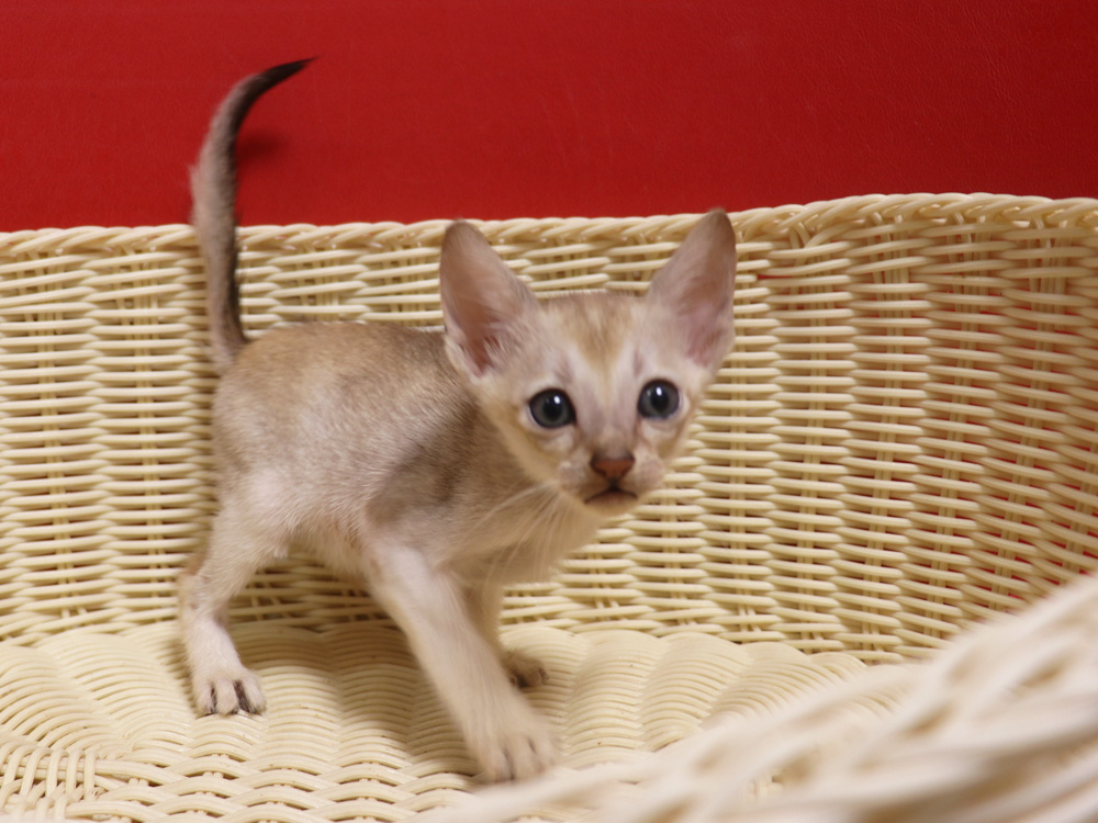 シンガプーラの子猫画像