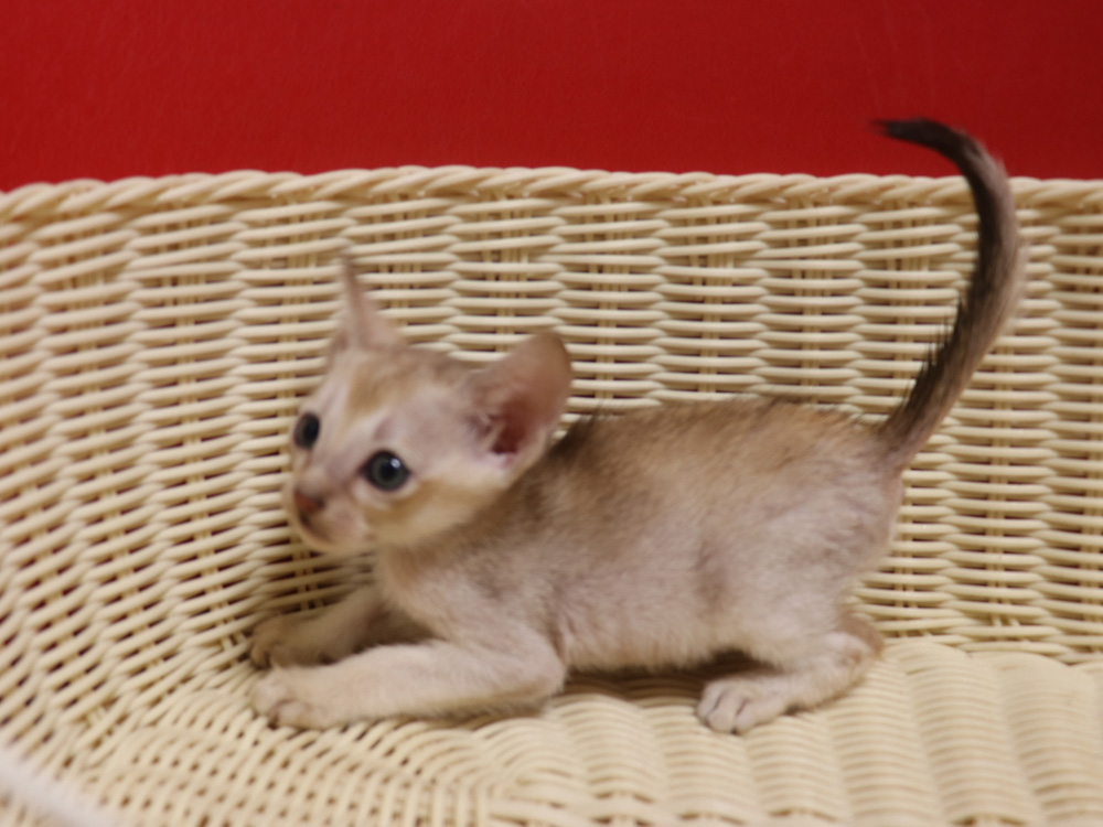 シンガプーラの子猫画像