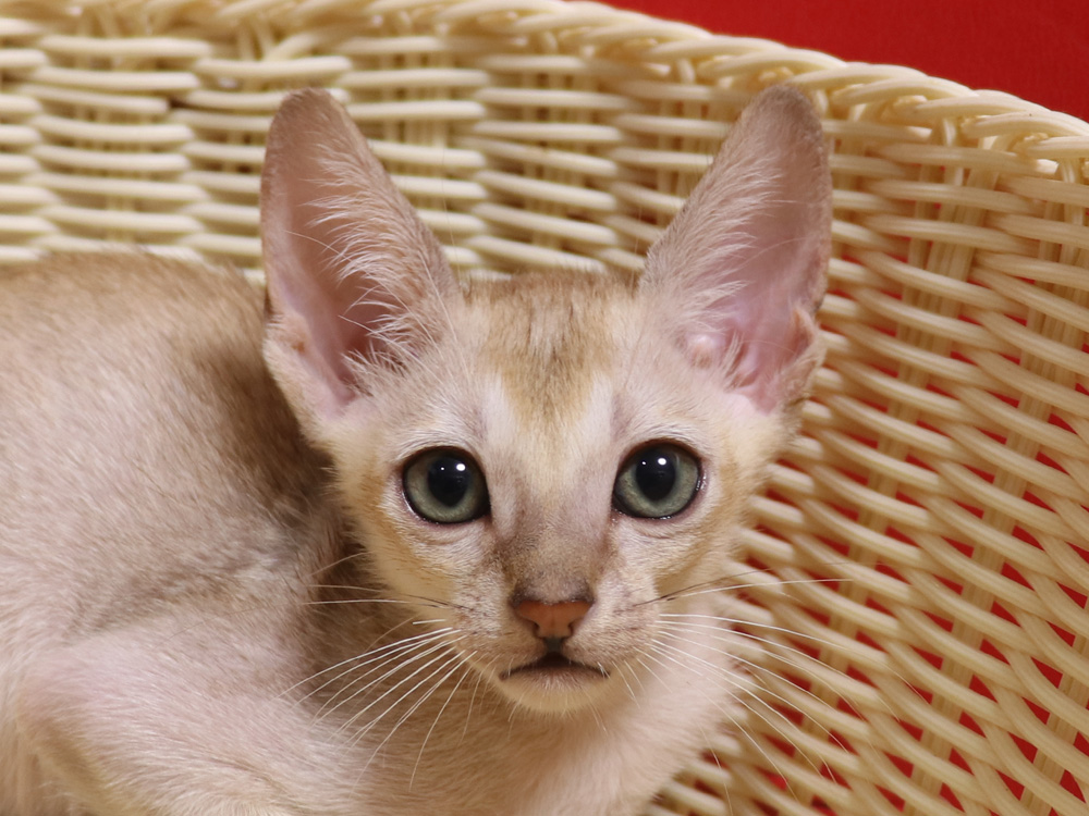 シンガプーラの子猫画像
