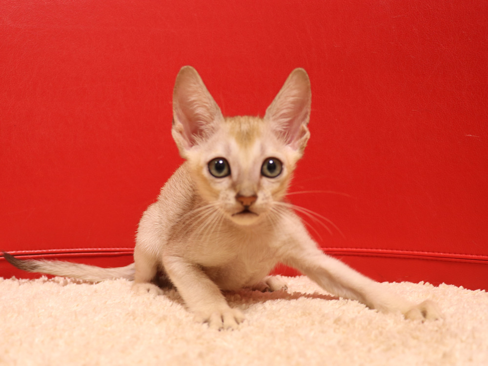 シンガプーラの子猫画像
