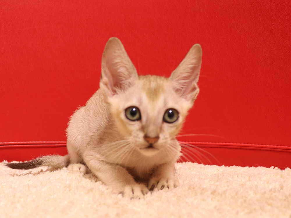 シンガプーラの子猫画像