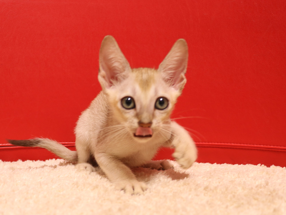 シンガプーラの子猫画像