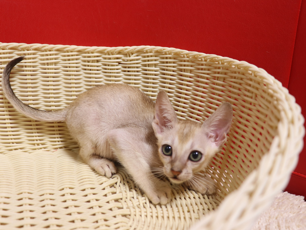 シンガプーラの子猫画像