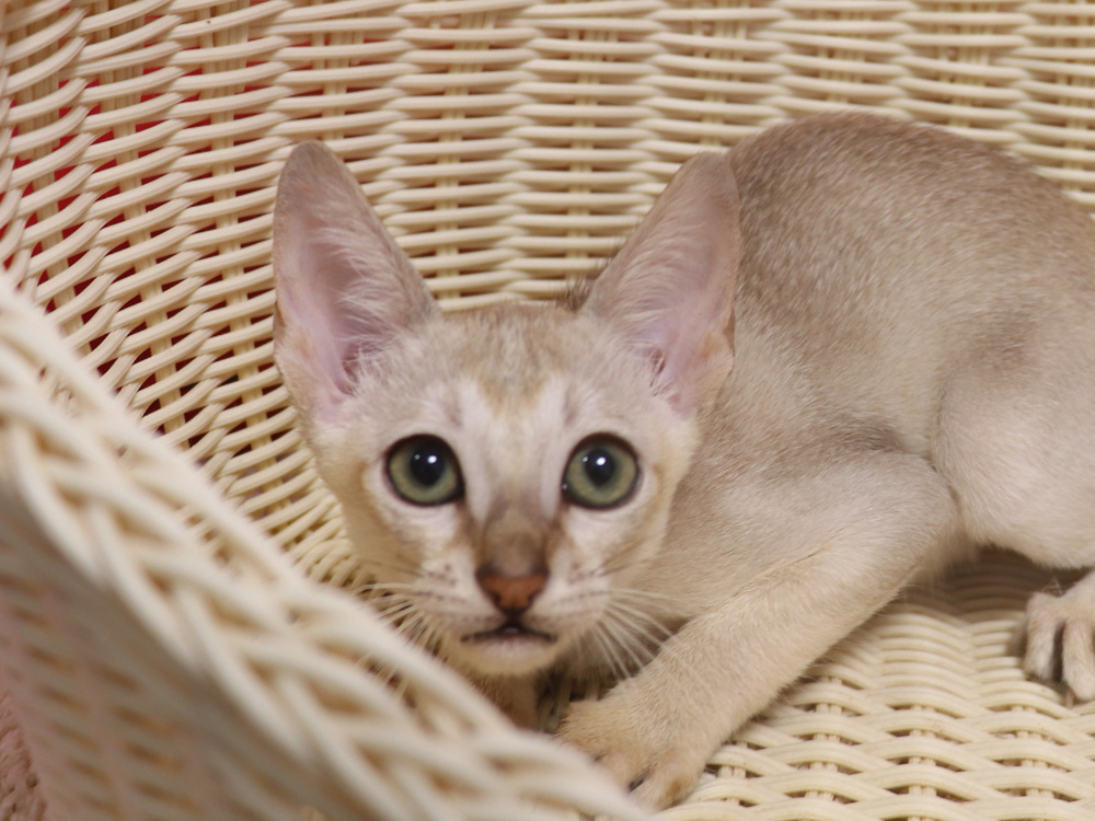 シンガプーラの子猫画像