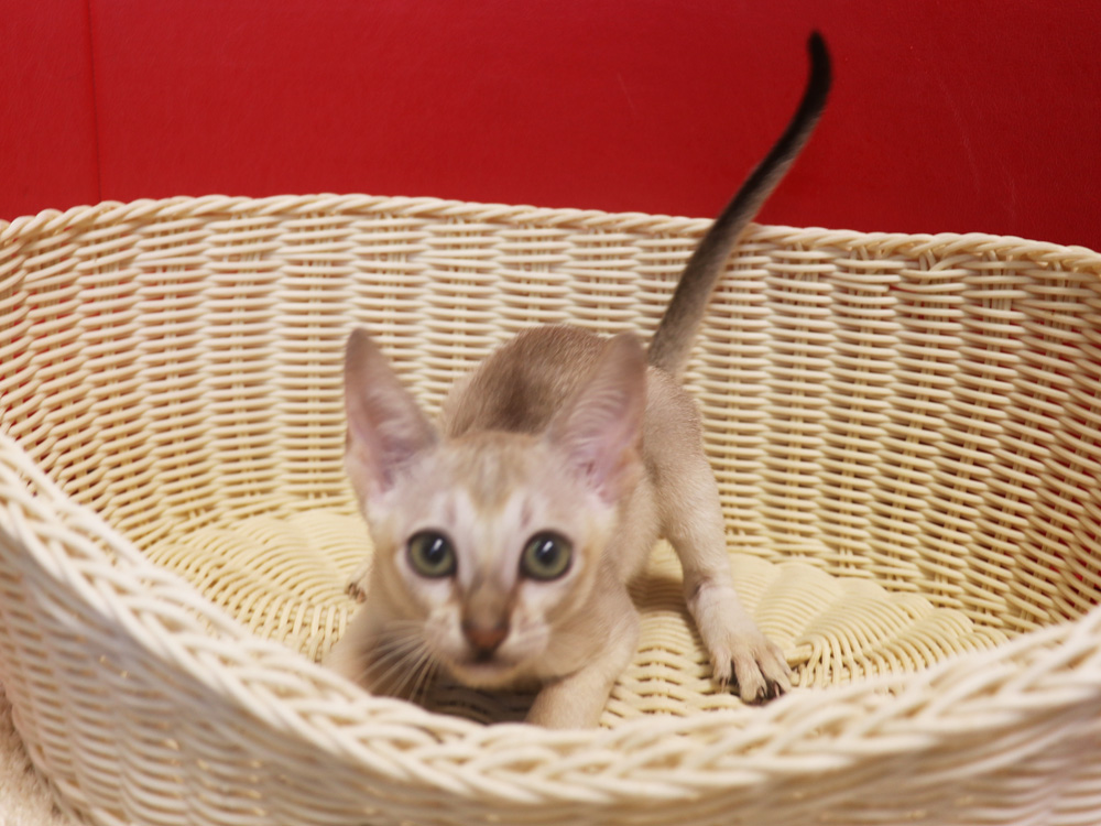 シンガプーラの子猫画像