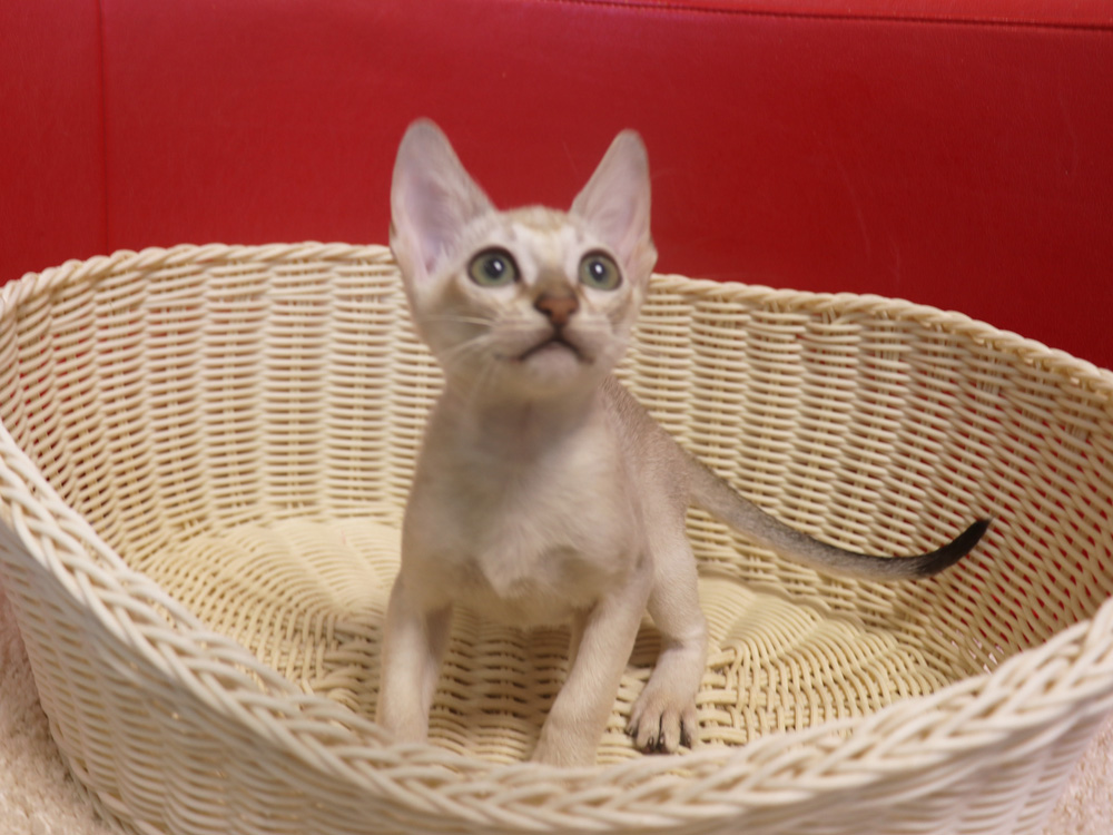 シンガプーラの子猫画像