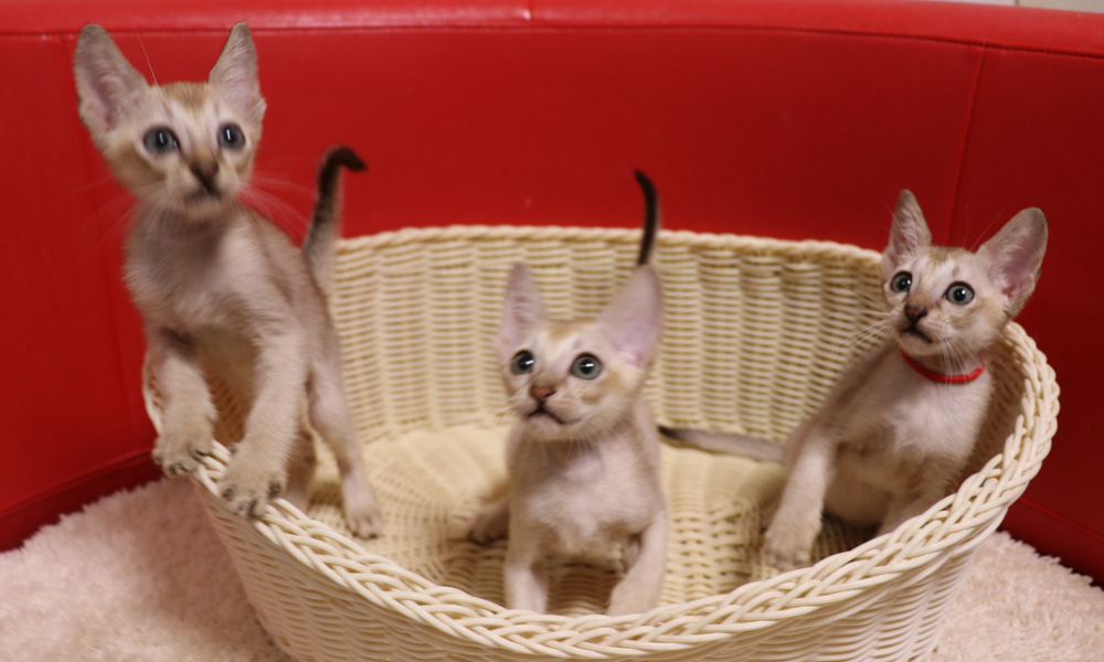 シンガプーラの子猫画像