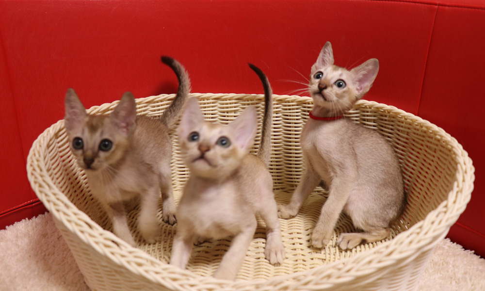 シンガプーラの子猫画像