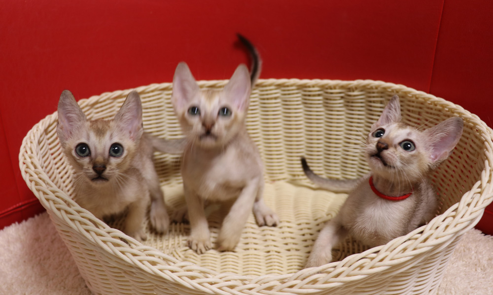 シンガプーラの子猫画像