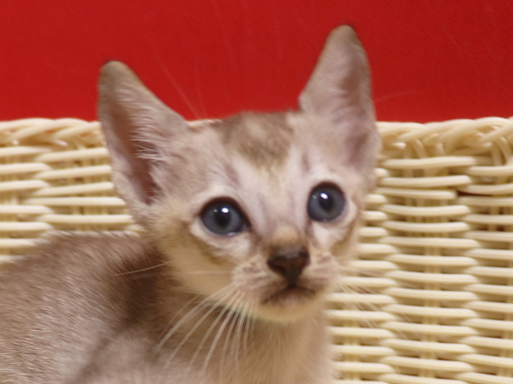 シンガプーラの子猫画像