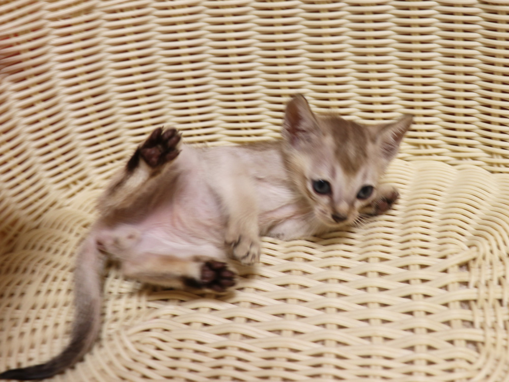 シンガプーラの子猫画像