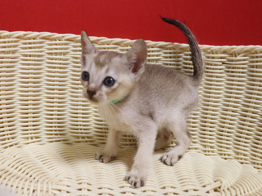 シンガプーラの子猫画像