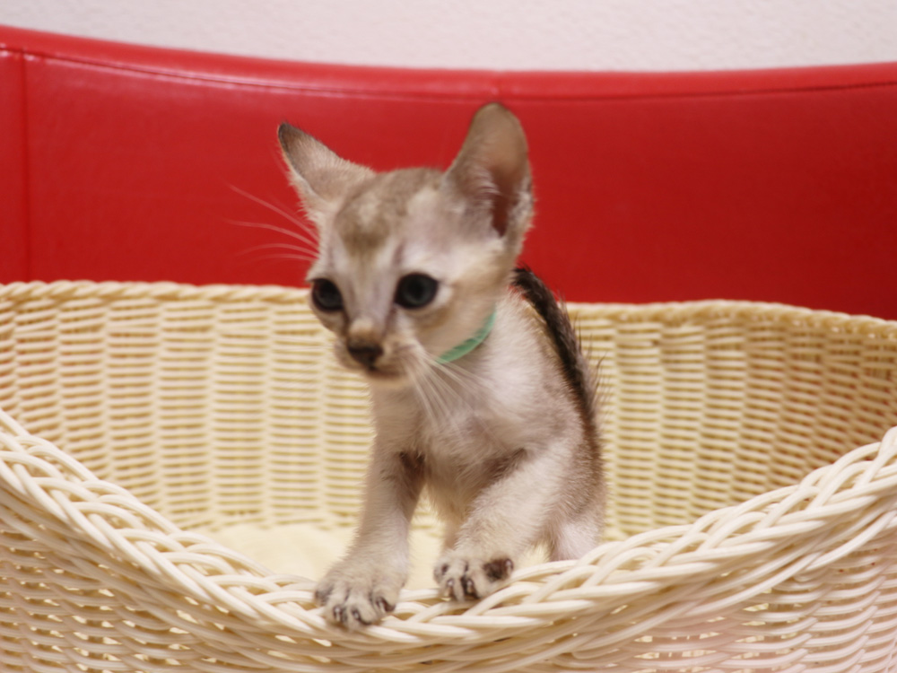シンガプーラの子猫画像