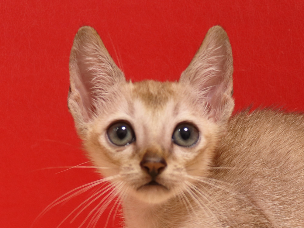 シンガプーラの子猫画像