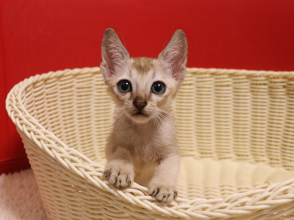 シンガプーラの子猫画像