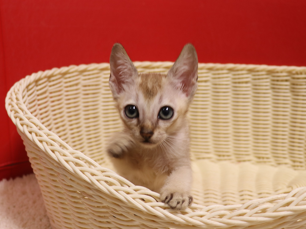 シンガプーラの子猫画像