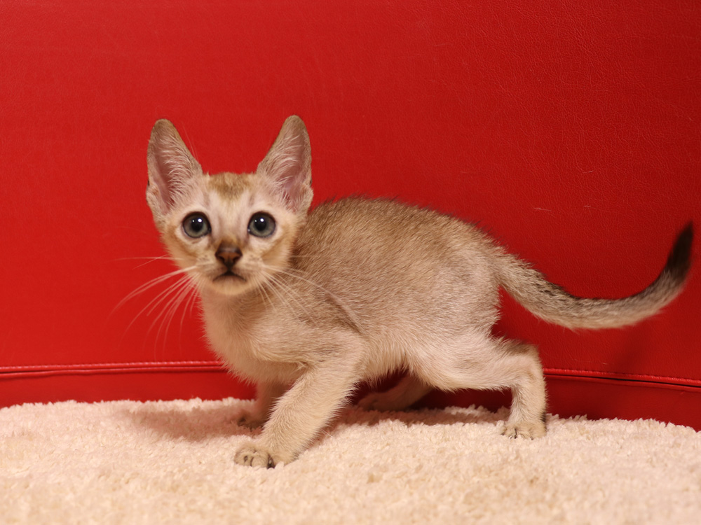 シンガプーラの子猫画像