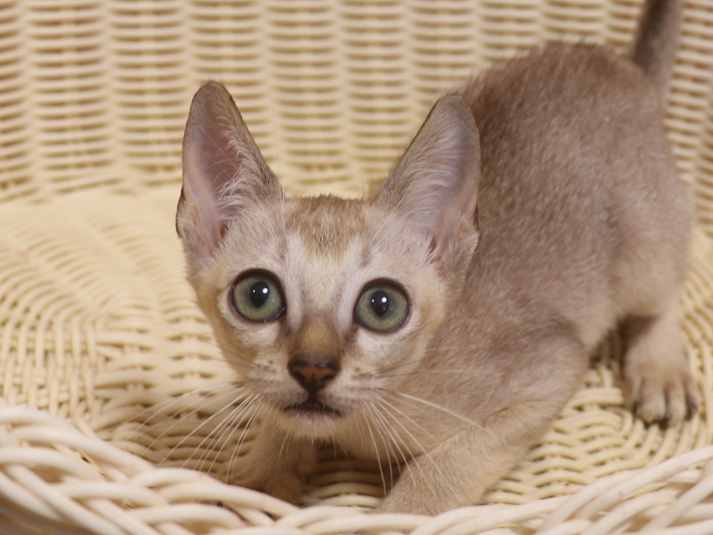 シンガプーラの子猫画像