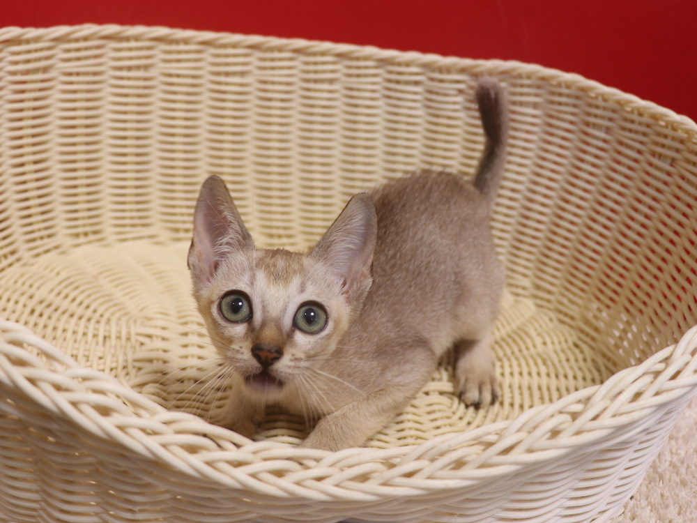 シンガプーラの子猫画像