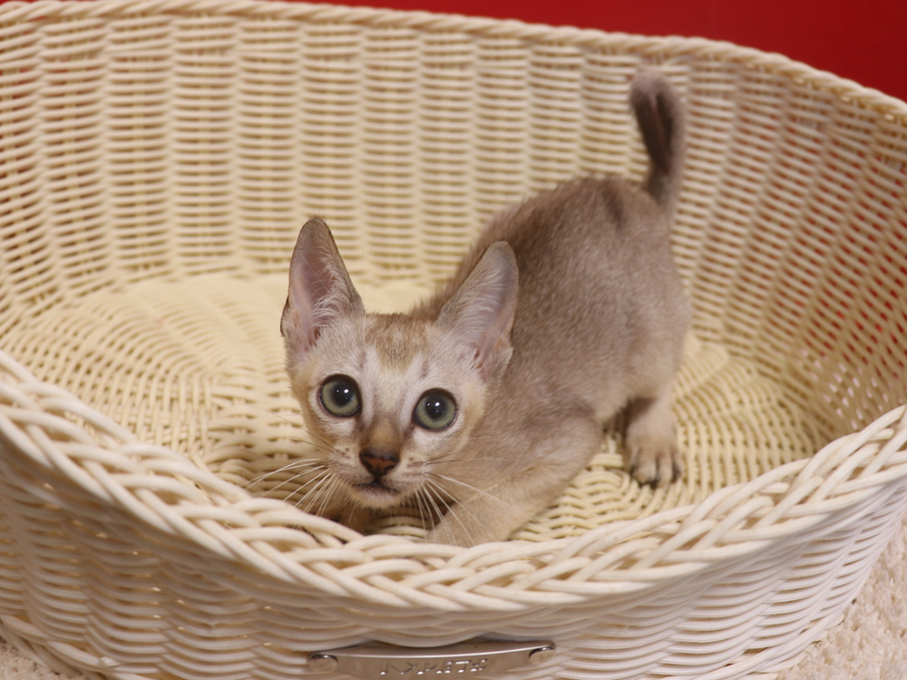 シンガプーラの子猫画像
