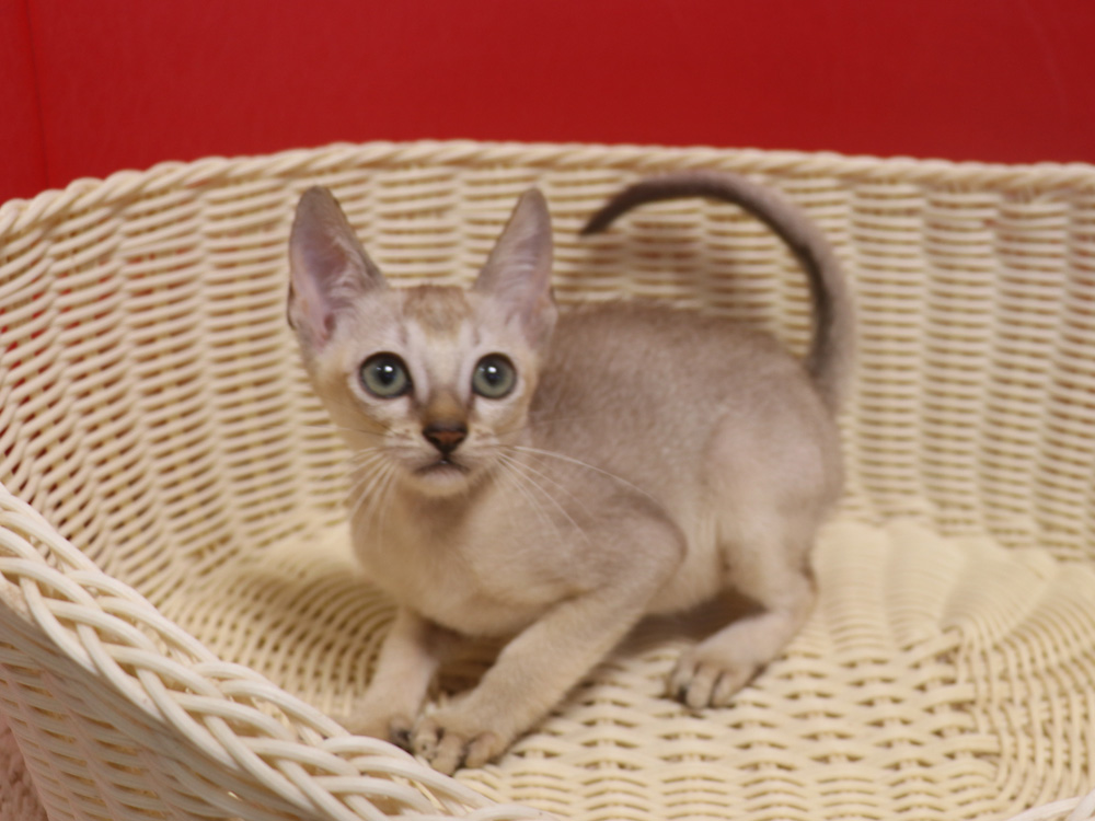 シンガプーラの子猫画像