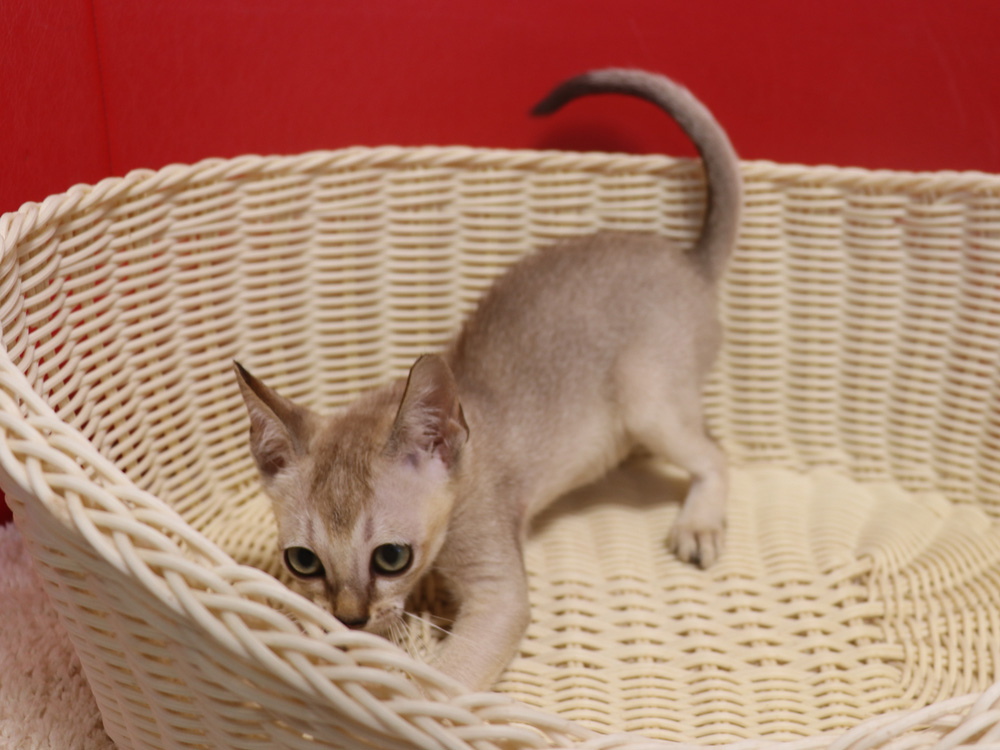 シンガプーラの子猫画像