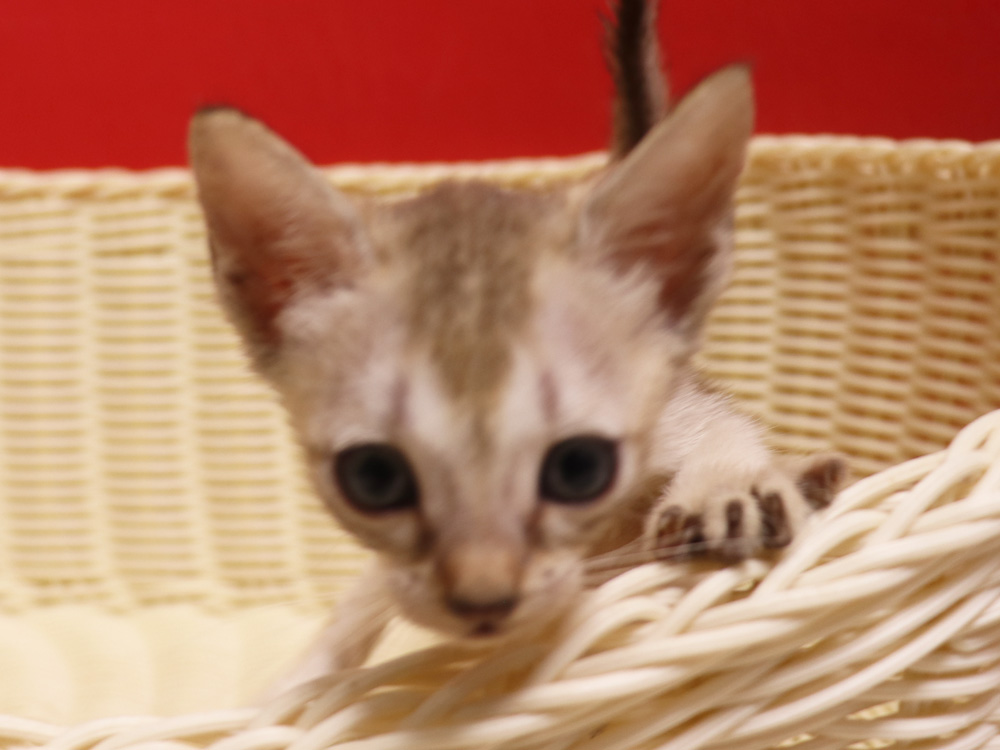 シンガプーラの子猫画像