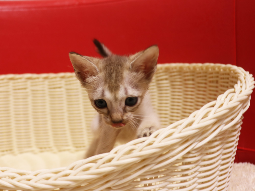 シンガプーラの子猫画像