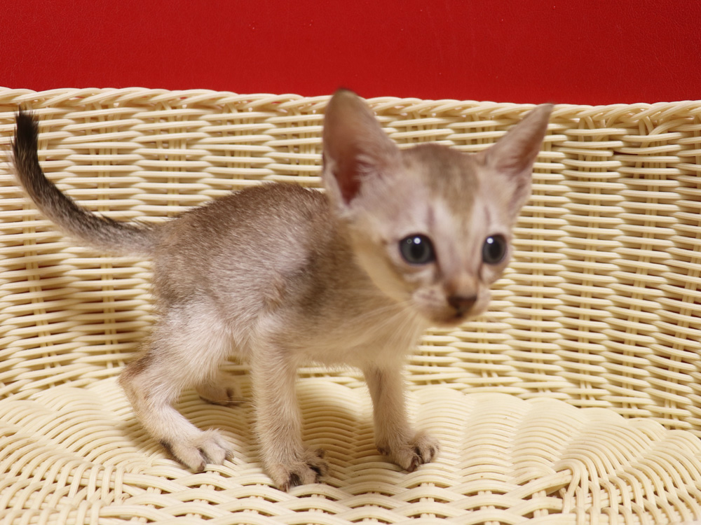 シンガプーラの子猫画像