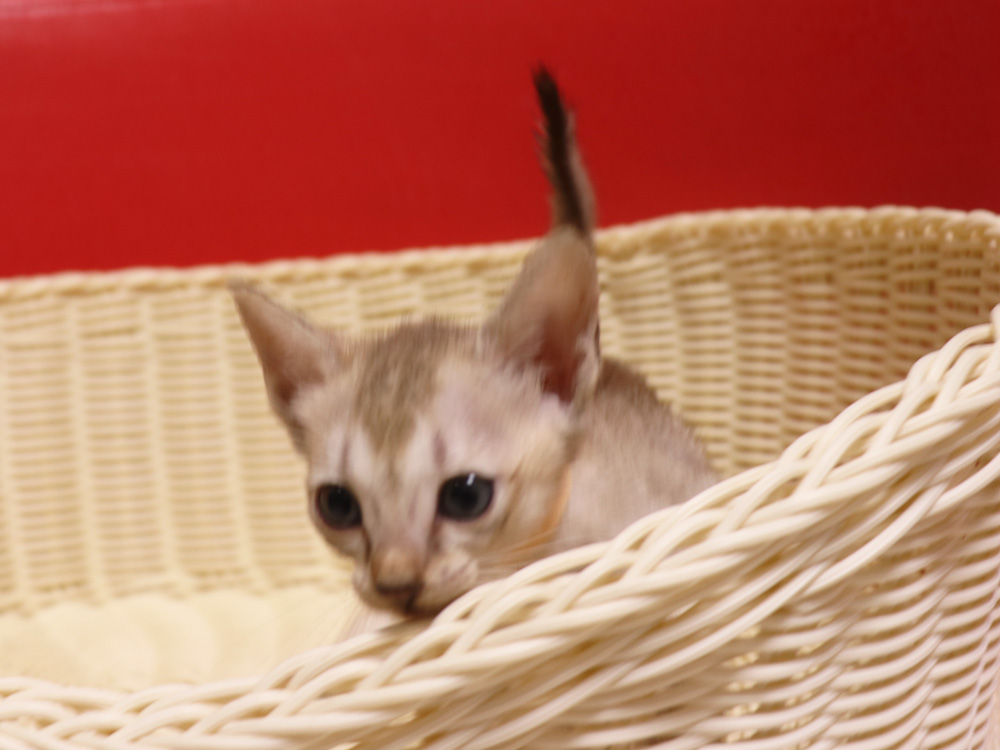 シンガプーラの子猫画像