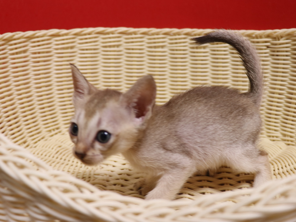 シンガプーラの子猫画像