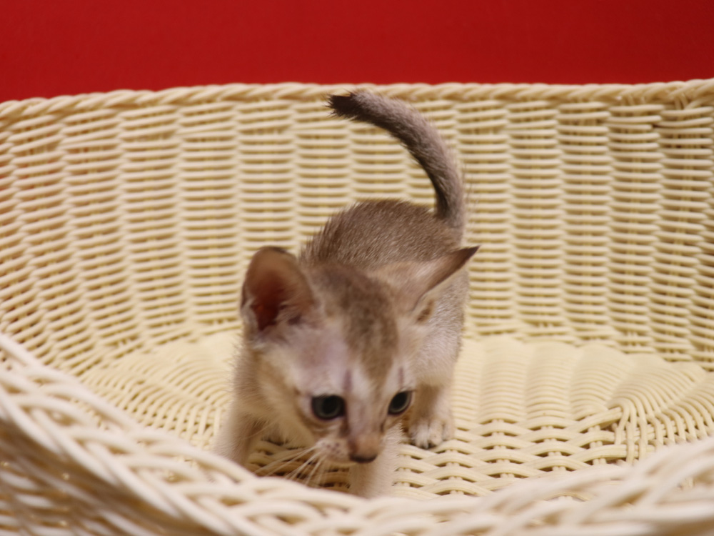 シンガプーラの子猫画像
