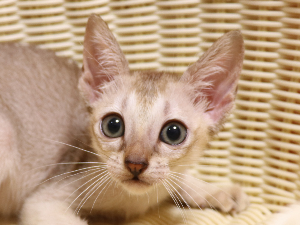 シンガプーラの子猫画像