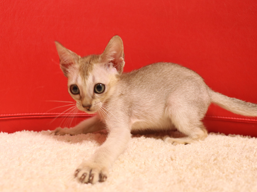 シンガプーラの子猫画像