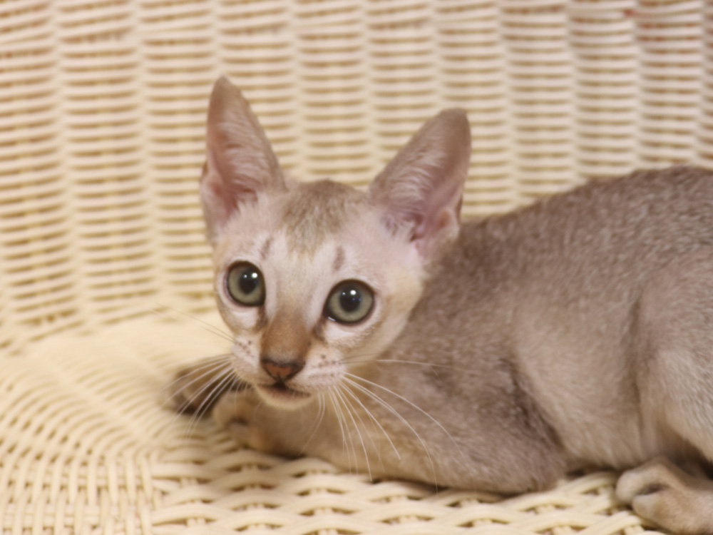 シンガプーラの子猫画像