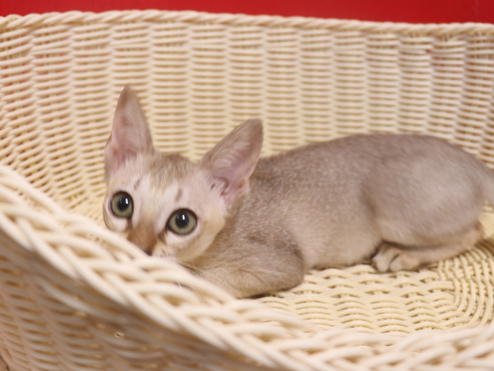 シンガプーラの子猫画像