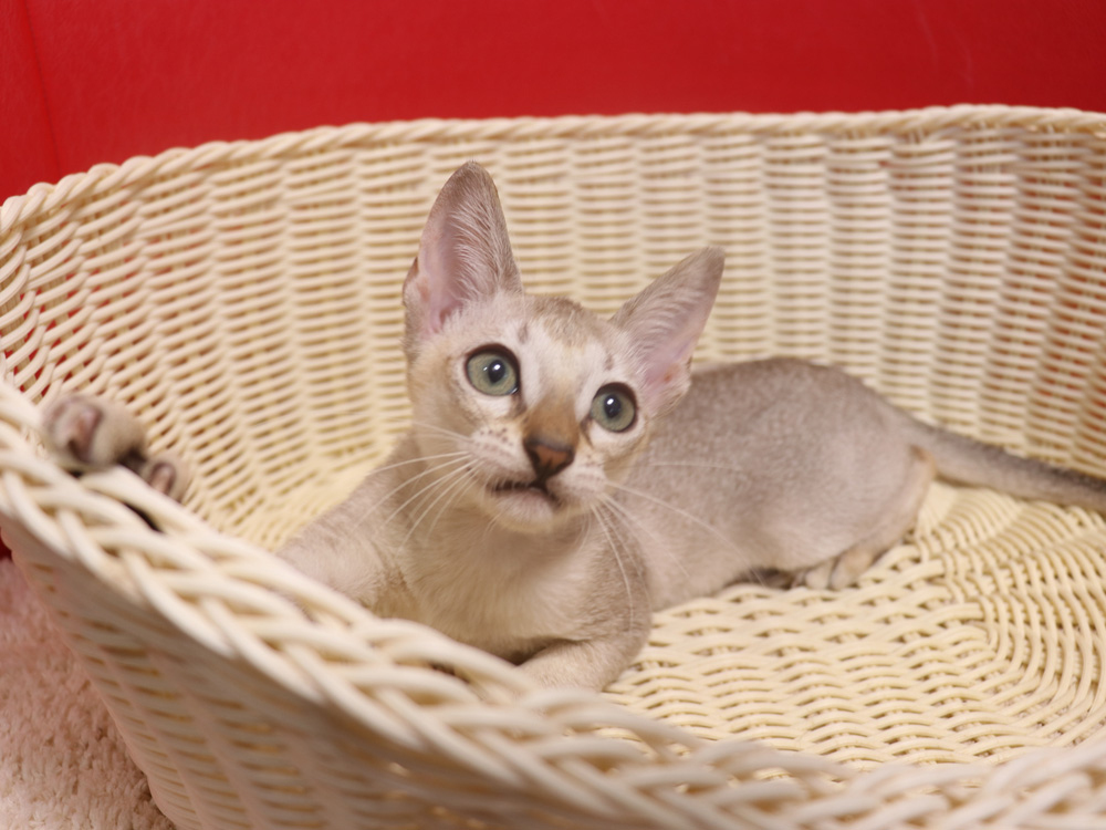 シンガプーラの子猫画像